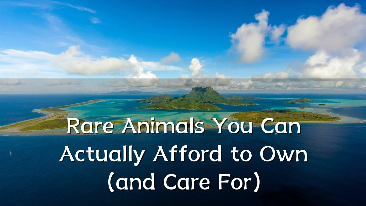 Rare Animals You Can Actually Afford to Own (and Care For)